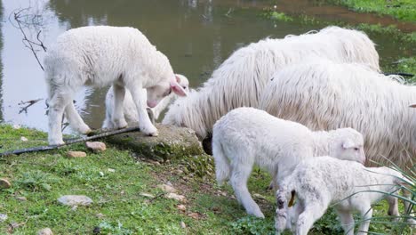 Slow-motion-shot-of-flock-of-white-lambs-and-ewes-standing-next-to-waterhole-in-Sardinia,-Italy