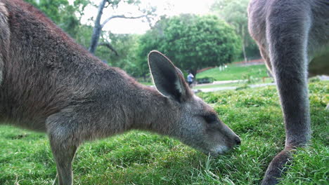 Young-Kangaroo-Eating-Grass-In-A-Zoo---Closeup-Shot,-Slow-Motion