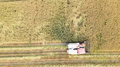 Rice-harvesting-with-combine-harvester-aerial-drone-view---horizontal-lines-of-crop