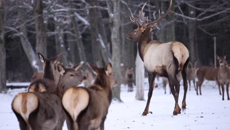 elk-bull-trotting-around-in-front-of-females-slow-motion-winter-snow-falling