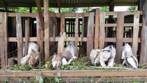 Several-goats-in-the-pen-are-eating-grass