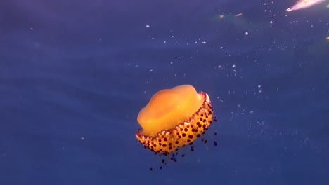 Fried-egg-Jellyfish-drifting-in-the-blue-in-the-Mediterranean-Sea