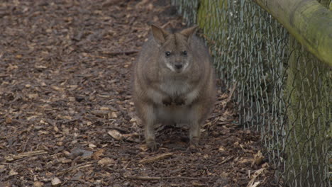 red-necked-wallaby--standing-around-on-path-in-zoo