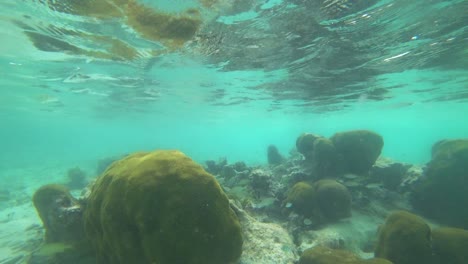 Das-Erstaunliche-Korallenriff-In-Der-Nähe-Von-Tulum-In-Mexiko