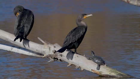 Double-Crested-Cormorants-and-a-turtle-perched-on-a-submerged-branch-overlooking-the-water
