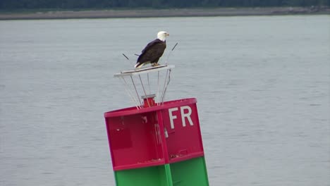 Bold-Eagle-resting-on-a-navigational-buoy-in-Alaska