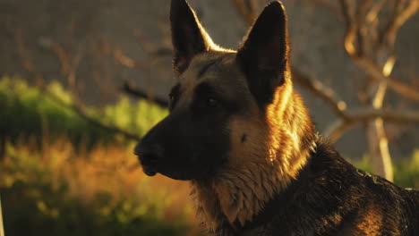 Close-up-shot-of-beautiful-German-Shepherd-during-golden-hour