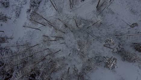 Aerial-forward-top-down-over-snowy-forest-of-Gubalówka-mountain