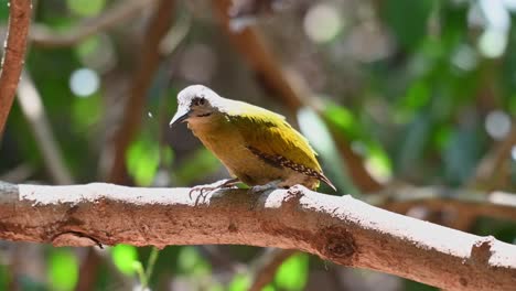 Grey-headed-Woodpecker,-Picus-canus,-4K-Footage,-perched-on-a-big-branch-while-preening-its-backside-then-jumps-into-the-birdbath-during-a-hot-summer-day,-Kaeng-Krachan-National-Park,-Thailand