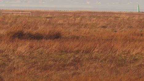 Low-flying-Short-eared-Owl-swooping-down-on-prey-in-open-grassland