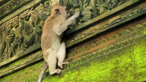 Macaque-hanging-on-facade-of-Monkey-Forest-temple-licking-the-moss-off-the-walls-At-Ubud,-Bali,-Indonesia---Long-medium-tracking-shot