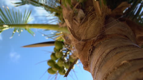 Palm-Tree-bark-hanging-from-tree-and-moving-in-breeze
