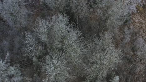 Snow-Falling-In-The-Forest-With-Fallen-Broken-Trees-In-Winter,-aerial-drone,-top-down