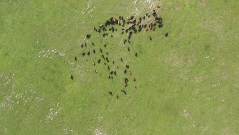 Herd-of-cattle-on-remote-pasture-grassland,-Jadovnik-mountain-Serbia,-aerial