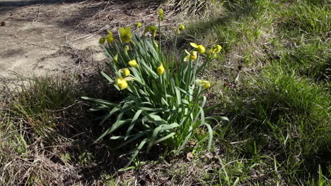 Medium-close-up-of-a-group-of-daffodils-being-blown-by-a-strong-wind