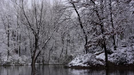 Forest-trees-covered-in-white-snow-surrounding-lake-with-cold-water-in-winter