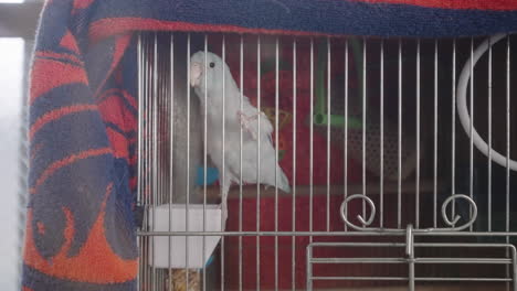 Small-White-Parrot-In-Cage
