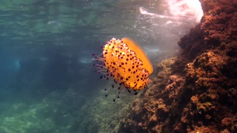 Medusas-De-Huevo-Frito-A-La-Deriva-A-Lo-Largo-Del-Arrecife-Cerca-De-La-Superficie-En-El-Mar-Mediterráneo