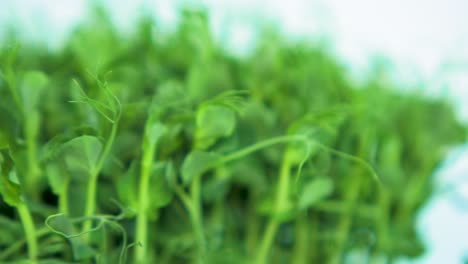 Fresh-green-raw-pea-sprouts-in-the-box-rotate-slow-on-a-black-dish-on-light-blue-background,-healthy-food-concept,-micro-greens,-extreme-close-up-shot,-shallow-depth-of-field,-camera-rotate-right