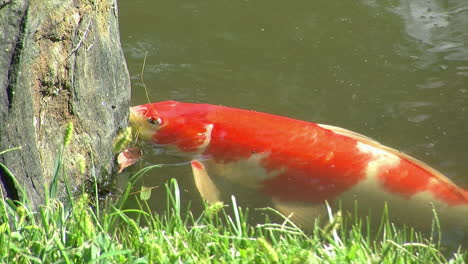 Colorful-koi-feeding-near-a-rock-at-the-edge-of-a-pond