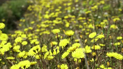 Gelbe-Blumen-Von-Wiesenpinkeln,-Die-Von-Einer-Leichten-Brise-Bewegt-Werden,-Frühlingsblütenstruktur