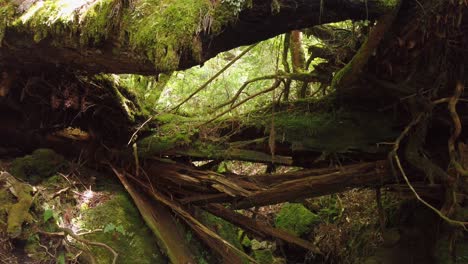 árboles-De-Cedro-En-Descomposición-En-El-Bosque-De-Mononoke,-Isla-De-Yakushima