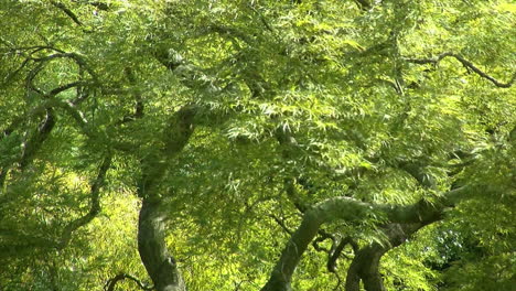 Japanischer-Ahornbaum-Mit-Spitzenblättern-Und-Krummlinigen-Zweigen