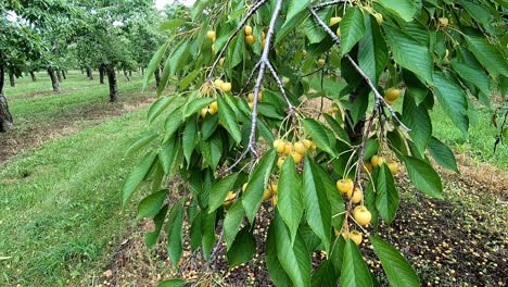 Cherry-Trees-Bearing-Yellow-Fruits-In-A-Country-Farm-In-Lake-Leelanau,-Michigan,-Traverse-City,-USA---Medium-Shot,-Slow-Motion