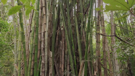 Thick-grove-of-bamboo-growing-in-tropical-forest