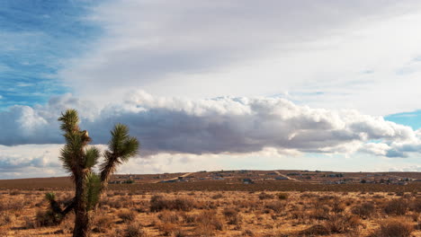 Große-Kumuluswolken-Türmen-Sich-Auf-Und-Verändern-Ihre-Form-über-Einem-Joshua-Tee-In-Der-Mojave-Wüste---Zeitraffer
