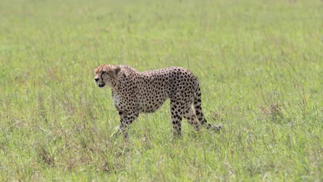 Cheetah-female-walking-along-the-grass-plains-of-Kargi-Kenya-after-a-run,-Left-pan-tracking-shot