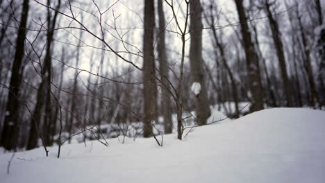 pan-shot-in-winter-in-front-of-a-small-tree-covered-in-snow