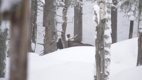 Large-Moose-bull-cloaked-in-the-distance-amidst-the-snowy-forest-trees---Long-wide-shot