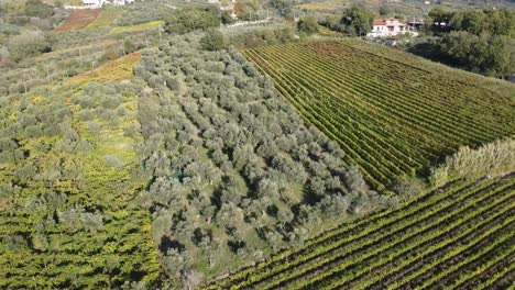 Aerial-view-above-vineyard-rows-and-olive-trees,-in-the-hilly-countryside-of-south-Italy