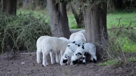 Slow-motion-shot-of-cute-flock-of-lambs-grazing-close-to-each-other-under-trees-in-Sardinia,-Italy