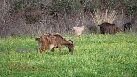 Brown-horned-goat-walking-on-green-meadow-in-Sardinia,-Italy