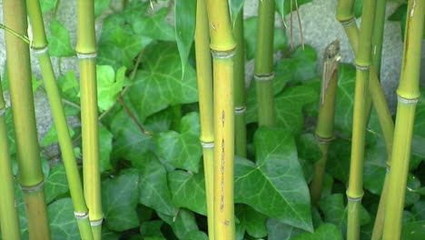 Bamboo-stalks-grow-amidst-ivy