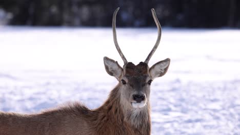 young-buck-elk-looking-at-lens-winter