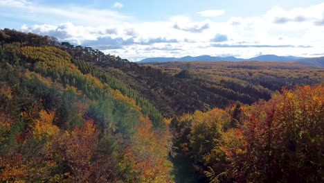 Slow-down-drone-flight-over-autumn-forest-and-a-blue-sky