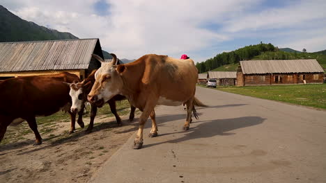 Herde-Chinesischer-Kühe,-Die-Während-Des-Sonnigen-Tages-Des-Blauen-Himmels-In-Einer-Kleinen-Dorffarm-In-China-Die-Straße-überqueren