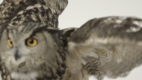Close-up-owl-wings-on-white-eagle-owl-extending-wingspan-slow-motion