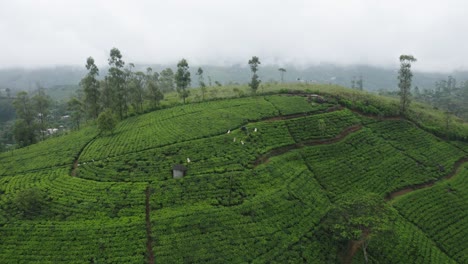 Tea-pluckers-walking-through-green-plants-at-Plantation-in-Hatton,-aerial