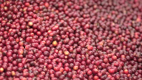 Close-up-of-coffee-cherry-beans