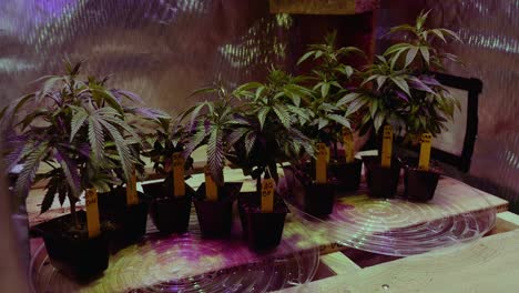 DYI-Canabis-Marijuana-THC-CBD-home-growing-in-a-tent-with-lights-and-ventilation-small-scale-hobby-spare-bedroom-setup