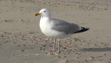 Seagull-Stand-On-Sandy-Beach-While-Looking-Around-On-A-Sunny-Day-In-Summer