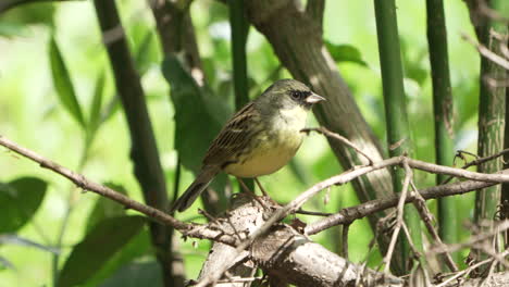 Singing-Bird-Black-faced-Bunting-Perching-On-Branch-With-Bokeh-Foliage-In-Background-At-Saitama,-Japan