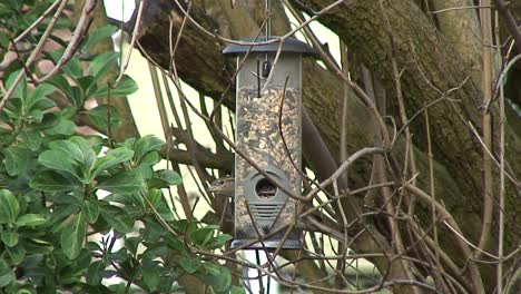 Sparrows-feeding-on-fat-balls-hanging-from-a-tree-in-a-garden-in-the-Rutland-county-town-of-Oakham