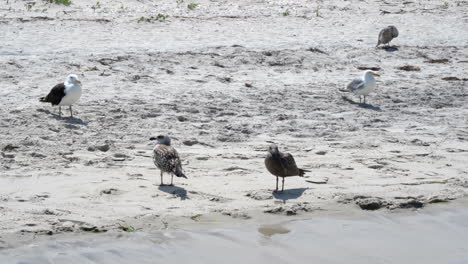 Some-seagulls-standing-on-the-sand-at-the-beach