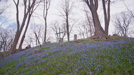 Errichtetes-Kreuz-Auf-Einem-Hügel,-Bedeckt-Mit-Blauen-Leberblümchen-Und-Bäumen,-Die-Im-Hintergrund-Wachsen