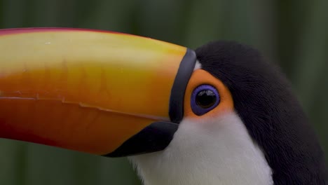 Extreme-close-up-of-a-common-toucan-eye-and-beak-against-a-blurry-background